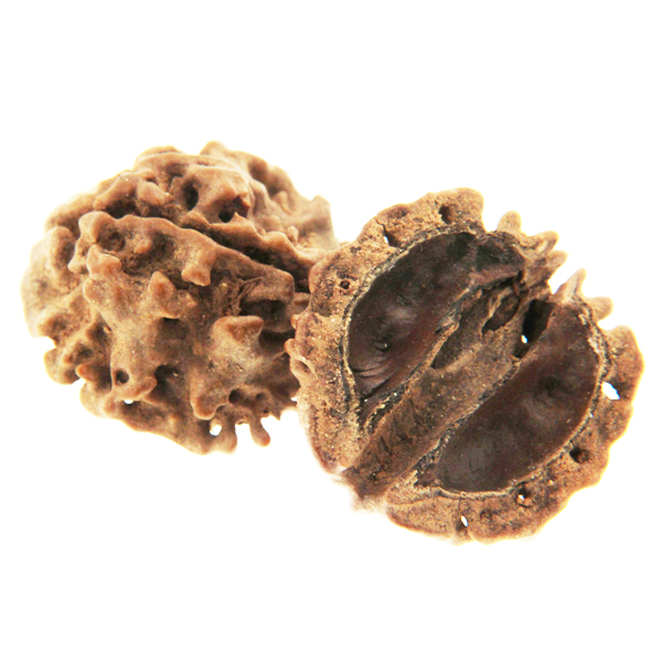 Graine de Rudraksha